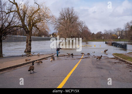 Ein älterer Herr feeds Enten und kanadische Gänse unter dem Riverside Drive Brücke. Mit der Themse ihre Banken in Harris Park zu versagen, da die erhöhten Wasserstände sie Weise den Fluss hinunter in London, Ontario machen Stockfoto