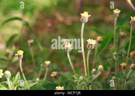 Asunción, Paraguay. 17 Apr, 2018. Eine Biene Feeds den Nektar der tridax Daisy oder coatbuttons (Tridax procumbens) Blühende Blumen in einem wildflower Meadow während teilweise sonnigen Herbstnachmittag mit hoher Temperatur um 30°C in Asunción, Paraguay. Tridax Daisy ist aus tropischen Amerika und kann in Bereichen in Bereichen mit tropische oder subtropische Klima gefunden werden. Credit: Andre M. Chang/ARDUOPRESS/Alamy leben Nachrichten Stockfoto