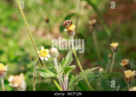 Asunción, Paraguay. 17 Apr, 2018. Eine Biene Feeds den Nektar der tridax Daisy oder coatbuttons (Tridax procumbens) Blühende Blumen in einem wildflower Meadow während teilweise sonnigen Herbstnachmittag mit hoher Temperatur um 30°C in Asunción, Paraguay. Tridax Daisy ist aus tropischen Amerika und kann in Bereichen in Bereichen mit tropische oder subtropische Klima gefunden werden. Credit: Andre M. Chang/ARDUOPRESS/Alamy leben Nachrichten Stockfoto