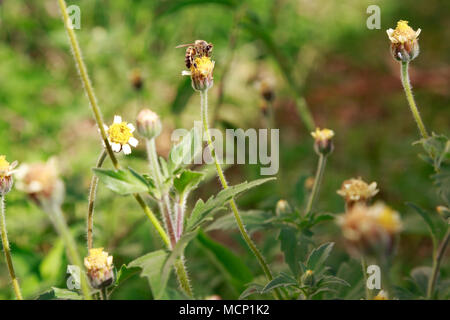 Asunción, Paraguay. 17 Apr, 2018. Eine Biene Feeds den Nektar der tridax Daisy oder coatbuttons (Tridax procumbens) Blühende Blumen in einem wildflower Meadow während teilweise sonnigen Herbstnachmittag mit hoher Temperatur um 30°C in Asunción, Paraguay. Tridax Daisy ist aus tropischen Amerika und kann in Bereichen in Bereichen mit tropische oder subtropische Klima gefunden werden. Credit: Andre M. Chang/ARDUOPRESS/Alamy leben Nachrichten Stockfoto