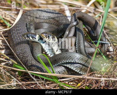 17 April 2018, Deutschland, Angermuende: Zwei Ringelnatter (Natrix natrix) Paarung in das Gras an der NABU-naturerlebniszentrum Blumberger Mühle (lit Natur Erlebnis zentrum) in der Nähe von Angermuend. Foto: Patrick Pleul/dpa-Zentralbild/ZB Stockfoto