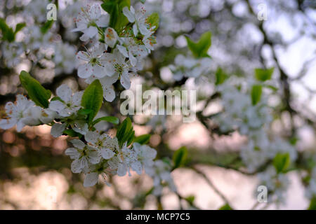 Salisbury, Wiltshire. 18 Apr, 2018. UK Wetter Salisbury Wiltshire 2018. Frühling Blumen und blauer Himmel in Salisbury sehr angenehm für Menschen zu Fuß heute morgen zu arbeiten. Meteorologen sagen einen mini Hitzewelle in ganz Großbritannien. Mit Temperaturen um 25 Grad etwas kühler in London und anderswo. 14 Grad für Salisbury vorhergesagt. Die Sonne sollte wenige Tage dauern. Credit Paul Chambers Alamy Leben Nachrichten. Stockfoto