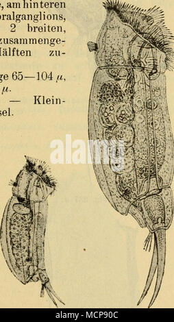. M Abb. 233, Abb. 234. Abb. 233. D.^ - ich Igua. Abb. 234. D. ex igtia. Abb. 235. D. cneca. Abb. 236. D. caeca. Abb. 235. Abb. 236. Dorsalseite (/ D ix a-n-N ut t a 11). Seitliche gesehen (/ D ix-Nu t hoch). Seitenansicht (/ Dix o n-Nu t hoch). Dorsalseite (Dixo / n-N u ttall). 6. D. caeca Gosse (Abb. 235, 236). (=^Furcnlaria caeca Gosse == F. ensifera Gosse=D. pacta Gosse=D. acronata Gosse). Körper länglich, mehr oder weniger Rgs, seitlich zu-sammengedrückt. Panzer weich. Dorsale Spalte tief, laterale, breit. Fuß ziemlich weit ragt aus dem Panzer heraus. Zehen von Ihr Browser kann leider keine eingebetteten Frames anzeigen Stockfoto