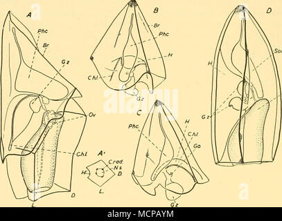 . /Vi Text-Bild. 71. Heteropyramis maculata. A, eudoxid, 'Discovery' Str. 129, 950-780 m.; A', schematische Querschnitt gonophore, B, C, Deckblatt des eudoxid", Discovery II" St. 2927, 750-500 m.; D, nectophore", Discovery II" St. 2927, 750-500 m. Alle Abbildungen x 15. Sie setzt voraus, dass die Vier - gezahnte gonophore von Diphyid Typ (Moser's Text-Bild. 281) gedreht wird durch 450 auf seiner Längsachse und, dass die Rechten ventralen Ridge kommt dann in Kollision mit dem Stengel und teilt sich in zwei zu geben fünf - Abgewinkelte gonophore. Sie verweigerte, was scheint, die Wahrheit zu sein, dass es ein extra Dor Stockfoto