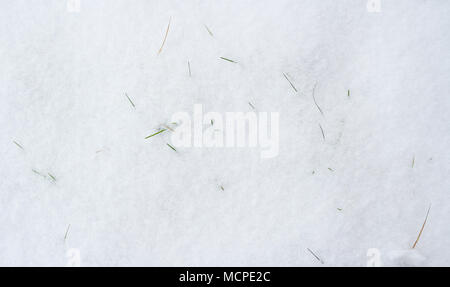 Grünes Gras, mit dem ersten Schnee bedeckt. Erste grüne Gras von unter Schnee. Stockfoto