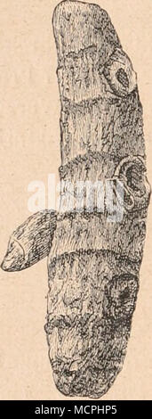 . Abb. 152. Typische Formen der Gelbwurz" Stockfoto