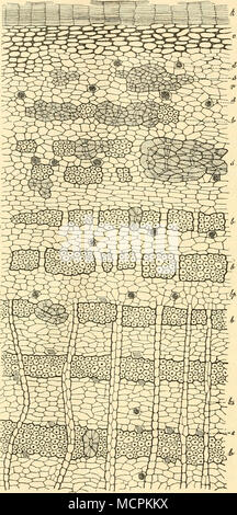 . Abb. 145. Vergr.Ca. SO. Querschnitt durch Eichenrinde (halb-schematisch). k Korkschicht, c collenchymatisches Parenchym. d Drusenschläuche, r Parenchym. s Steinelemente, h Bast-Fasern, bp Bastparenchym. e einfache Krystallschläuche. (Jlach Luerssen) Stockfoto