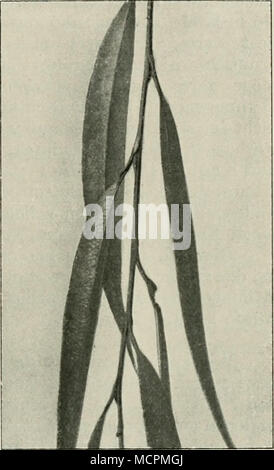 . Abb. 62. Hängender Zweig einer Trauerweide mit gedfeilten Blattstielen. Stockfoto