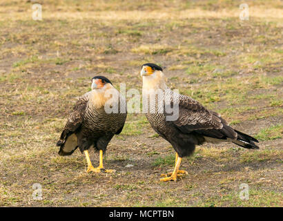 Ein paar Southern crested Karakara Karakara, plancus, Torres del Paine Nationalpark, Patagonien, Chile, Südamerika Stockfoto