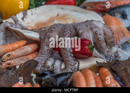 Fangfrischer Octopus, Scampis und Langusten mit Muschel ein einem Marktstand in Rethymnon auf Kreta Stockfoto