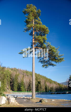 Einsame Pinie auf dem Hintergrund der Bergwald mit blauen Clean Sky Stockfoto