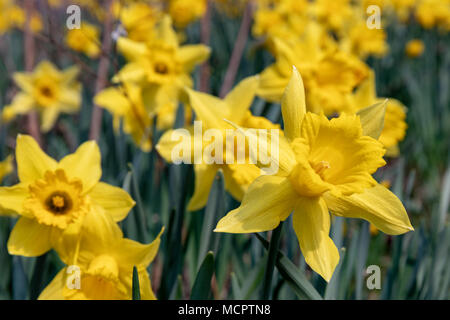 Wilden Narzissen (Narcissus pseudonarcissus) im April Stockfoto