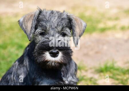 Zwergschnauzer Welpen in der Nähe Gesicht Porträt, reinrassige, Meister, sehr typische Rasse Vertreter Stockfoto