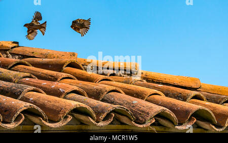 Haussparrows, Passer domesticus, in unscharfer Flugbewegung gegen blauen Himmel und altes Ziegeldach, Chile, Südamerika Stockfoto