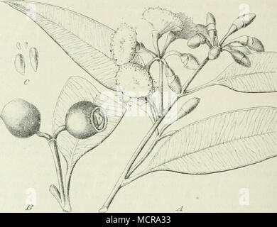 . Abb. 3. Eukalyptus viarginata Sm.: ein Blüten-Zweig. B Fruchtstand. C Samen. Original.) der Baum ebenfalls gut. Dort bildet er in- lichten Beständen sterben Markan- teste Erscheinung der Pflanzenwelt. In der Swan-Niederung um Perth sieht man prächtige Gestalten, und in der Höhle gärtenreichen X'ororten der Hauptstadt Christmas sterben aus der Wildnis übriggebliebenen Solitäre des Jarra der Szenerie einen durch nichts anderes ersetzbaren Reiz. Sterben sterben Daseins-Bedingungen, der Jarra verlangt, äußern sich in seinem natürlichen Vorkommen. Er meidet die schweren Böden des Inundationslandes, Eukalyptus ruclis Stockfoto