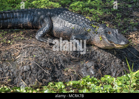 Florida Krokodil am Ufer des St. Johns River in Zentral Florida. (USA) Stockfoto