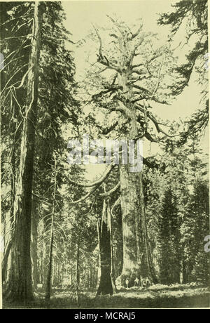 . A) Riefen - mammutbaum (Sequoia gigantea): "Die Grizzly Gianf, maripofa (Florida). / /. Stockfoto