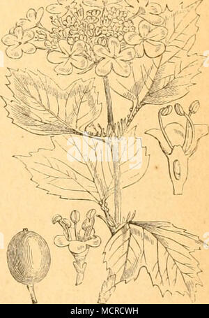. Viburnum opulus. grün mit schwarzen Punktfleckchen. Kopf klein, glatt, Glänzendschwarz, mit gelblichem, Mund und Kinn; Augen- klein, am Grunde der Kiefer sitzend; sterben Kiefer an der Spitze schwarz, der halsschild Ihr Browser kann leider keine eingebetteten Frames anzeigen zerstreut schwarz Punktirt und mit einzelnen schwarzen Härchen besetzt. Die übrigen Leibesringe sind unten ein - Ihr Browser kann leider keine eingebetteten Frames anzeigen, zwei-reihig schwarz gefleckt; Sterben vordere oberseitige Reihe besteht aus 5, sterben Arbeiter-werkswohnkolonie aus 7 P'leckchen, wovon das mittlere eine Querlinie darstellt, die mit dem zweiten und dritten Brustringe in 2 Fleck-chen aufgelöst ist und die Zahl 7 um Eins ver-mehren. Stockfoto