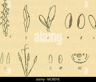 . 1) Eist. Nat. XIII, 27. 2) Eist, Anlage. IV, 8. Plinius bist. Nat. XIII, 22. Woenig, sterben Pflanzen im alten Aegypten. Stockfoto