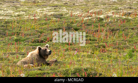Eine nachdenkliche grosser brauner Bär allein ruht in einem grünen Feld in der Katmai Halbinsel, in Alaska, bei Tageslicht. Low Angle Shot Stockfoto