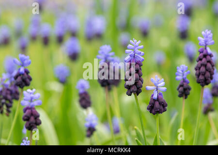 Muscari latifolium. Broad Leaved Traubenhyazinthen Blumen in einem englischen Garten Rasen. Großbritannien Stockfoto