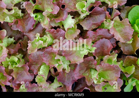 lollo rosso Salat wächst im englischen Garten, norfolk, england Stockfoto