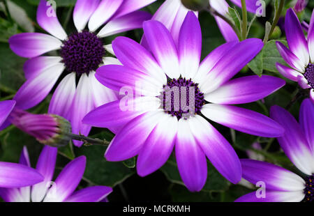 Bunte Blumen in voller Blüte senetti Stockfoto