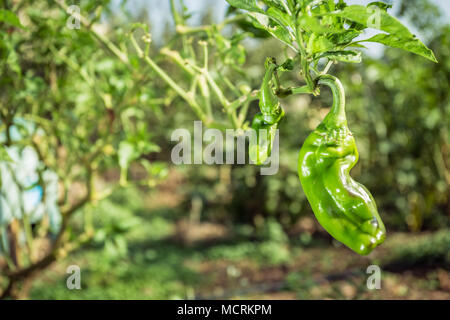 Grüne Paprika wächst in einem Gemüsegarten Stockfoto