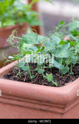 Pisum sativum. Die Salatblätter Erbse Eintragfäden zusammenführen' wachsen in einem Blumentopf in einem Gewächshaus. Großbritannien Stockfoto