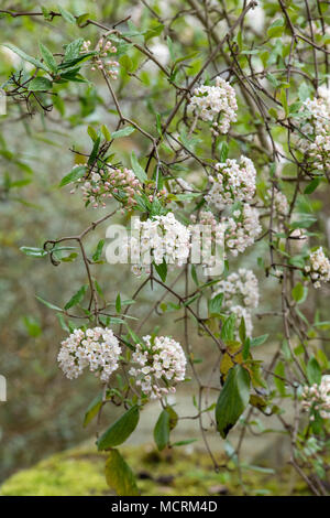 Viburnum x burkwoodii. Burkwood viburnum in einem englischen Garten im April. Großbritannien Stockfoto