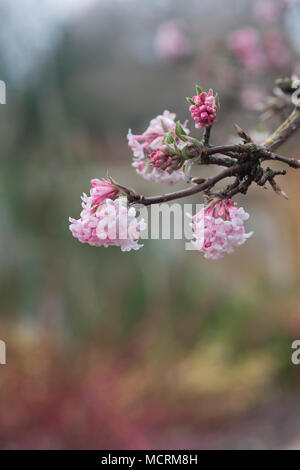 Viburnum x bodnantense 'dawn'. Arrowwood 'dawn' Stockfoto