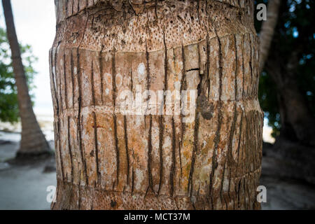 Nahaufnahme von Palm Baumrinde. Flache Freiheitsgrad. Stockfoto