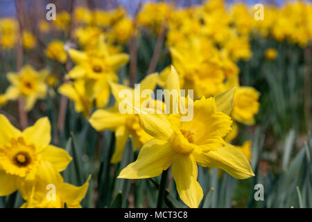 Wilden Narzissen (Narcissus pseudonarcissus) im April Stockfoto
