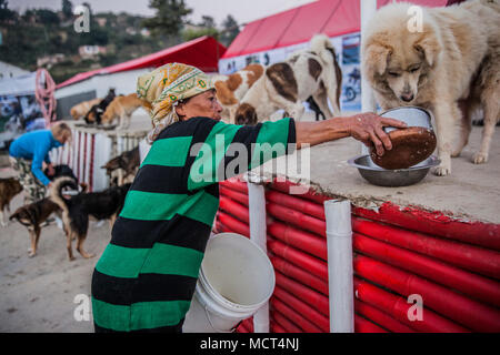 Zwei weibliche Freiwillige Fütterung gespeichert Hunde in Tierarzt, Patan, Bagmati, Nepal Stockfoto