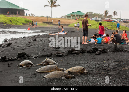 Wie die Leute im Hintergrund spielen, Grüne Meeresschildkröten Rest am Ufer in Punaluu Black Sand Beach Park - Hawaii, auf der grossen Insel von Hawaii. Stockfoto