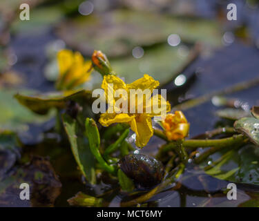 Fransen Water-Lily Nymphoides peltata Stockfoto