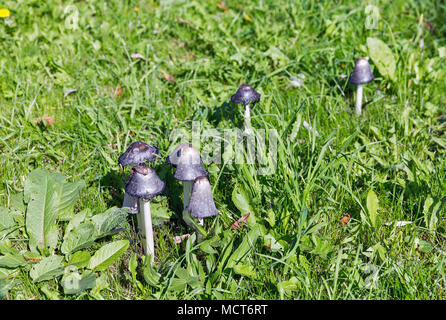 Gruppe von schwarzen Amanita muscaria giftige Pilze im grünen Gras closeup Stockfoto