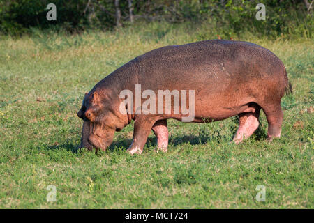 Nahaufnahme der Hippopotamus Beweidung am Lake Kariba, Simbabwe Stockfoto