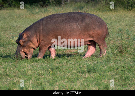 Nahaufnahme der Hippopotamus Beweidung am Lake Kariba, Simbabwe Stockfoto