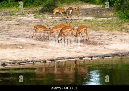 Impalas am Lake Kariba, Simbabwe Stockfoto