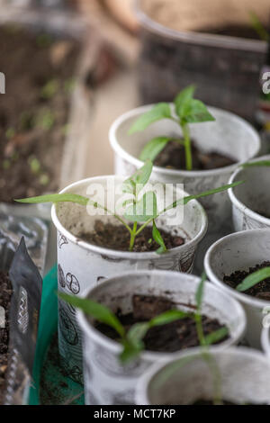 Feder Sämlinge. Junge Triebe. Setzlinge in Plastikbechern Stockfoto