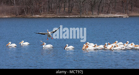 Wie es über Land in eine Herde von Pelican zum Absturz, einer fliegenden Pelikan versucht, Kurs ändern, bevor sie landet. Man waten Vogel, mit ihrem Schnabel. Stockfoto