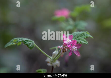 Eine blühende rote Johannisbeere bush Blüten am Rand des Waldes im Südwesten von British Columbia, im frühen Frühjahr (verschwommenen Hintergrund). Stockfoto