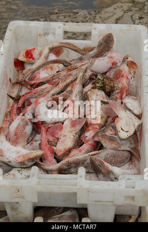 Kabeljau in einer Kunststoffbox, die vor kurzem von einem fischtrawler gelandet. Stockfoto