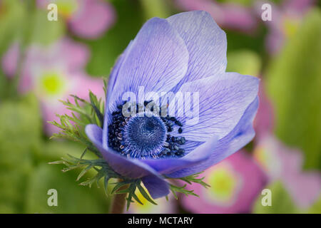 Eine einzelne Cuneata (Anemone coronaria, De Caen Gruppe) Blüten an einem sonnigen Tag im April, mit einem unscharfen Hintergrund rosa Primeln und grünem Laub. Stockfoto