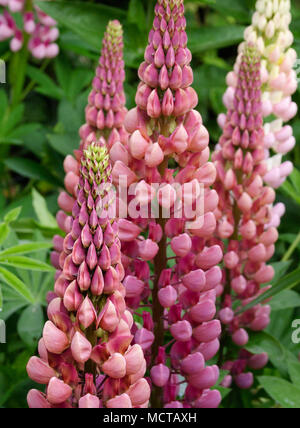 Hohe blütenrispen von Multi-farbenen rosa Rusell hybrid Lupinen (lupinen) im Juni Garten wachsen, und ihre Blätter im Hintergrund. Stockfoto