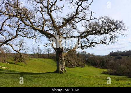 Eine alte, reife Eiche im Winter Sonnenschein - Johannes Gollop Stockfoto