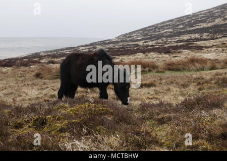 Wilde Pferde auf die Brecon Beacons Stockfoto