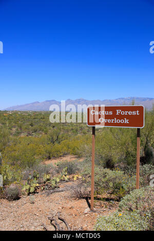 Cactus Wald in der Saguaro Osten Rincon Mountain National Park in Tucson, Arizona Stockfoto