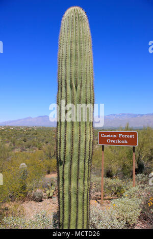 Cactus Wald in der Saguaro Osten Rincon Mountain National Park in Tucson, Arizona Stockfoto